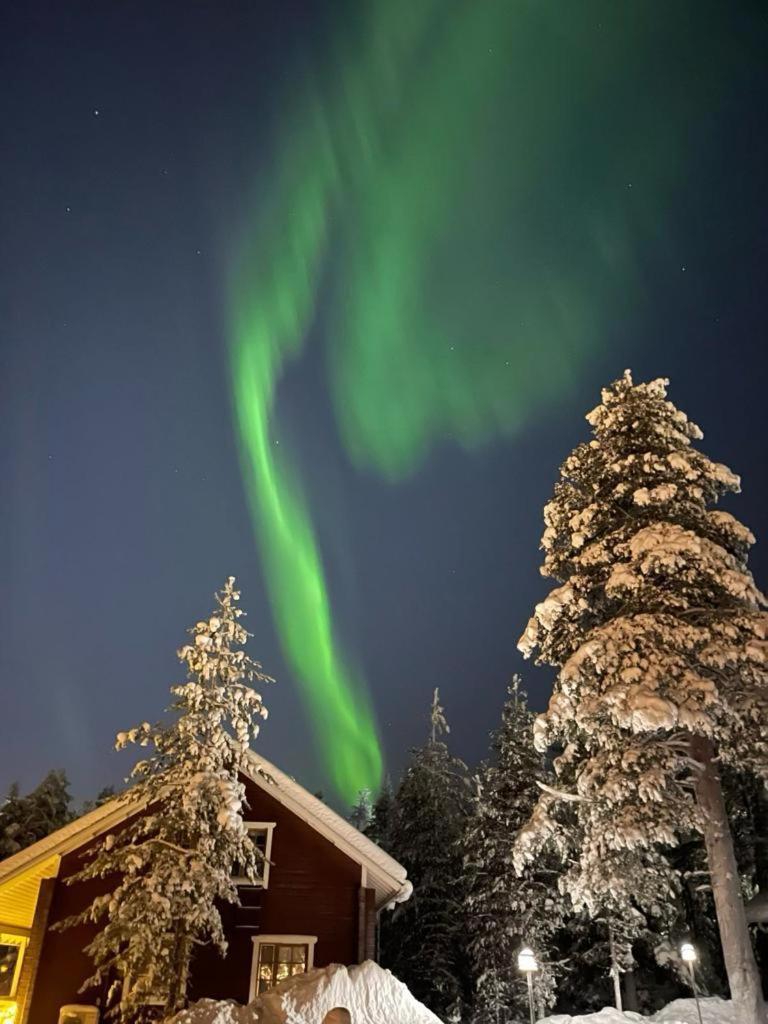 Peippo * Rovaniemi